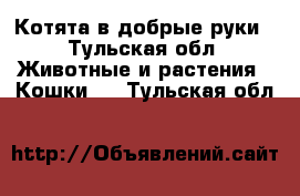 Котята в добрые руки - Тульская обл. Животные и растения » Кошки   . Тульская обл.